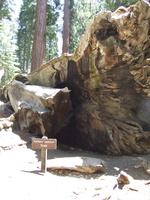 The Fallen Tunnel Tree